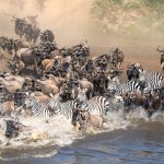 7 days wildebeest migration safari