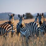 5 Days Tanzania Safari