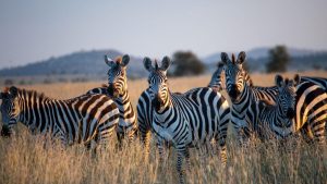 5 Days Tanzania Safari
