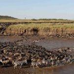 8-Day Great Migration Safari