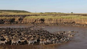 8-Day Great Migration Safari