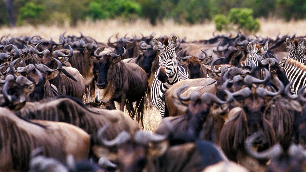 7-Day Great Migration Safari