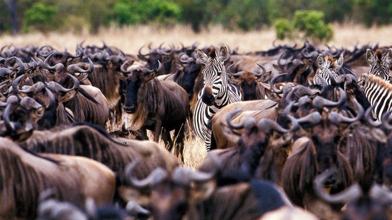 7-Day Great Migration Safari
