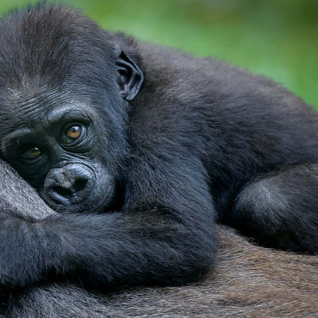 rwanda one day trip