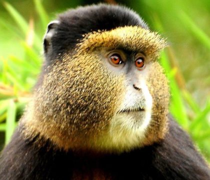 3 days rwanda gorilla tours
