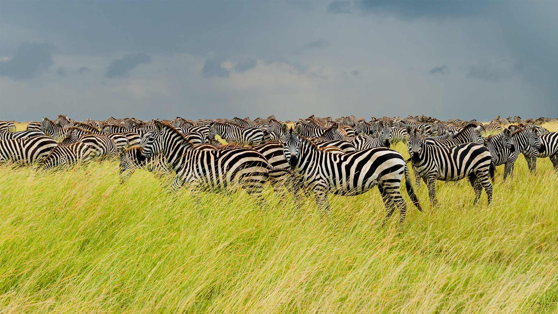 SerengetiZebra