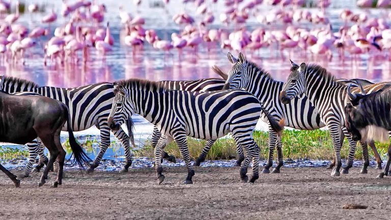 Manyara National Park