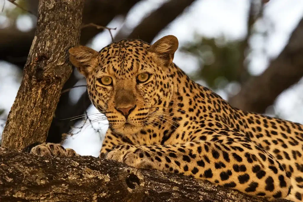 7-Day Tanzania Safari