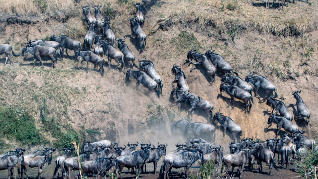 7-Day Great Migration Safari