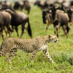 8-Day Mid-Range Ndutu Migration Footsteps