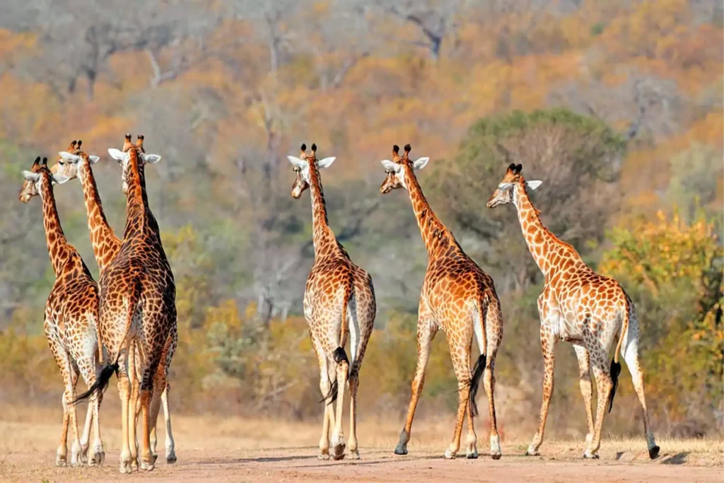 6 Days Tanzania Safari